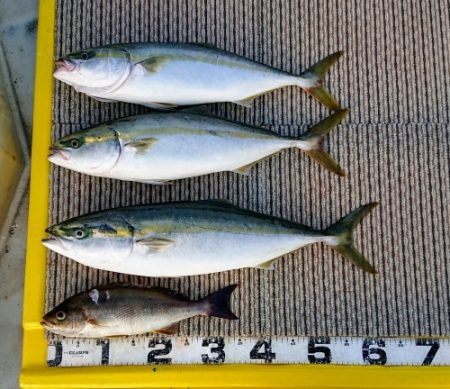 火遠理丸（ほおりまる） 釣果