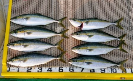 火遠理丸（ほおりまる） 釣果