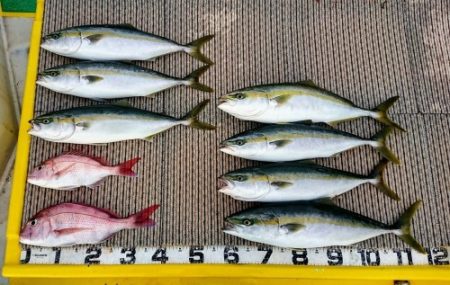 火遠理丸（ほおりまる） 釣果