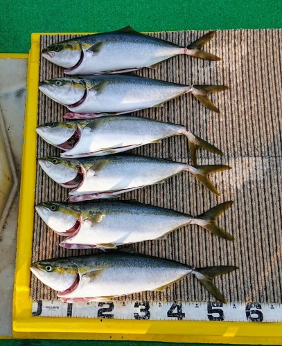 火遠理丸（ほおりまる） 釣果