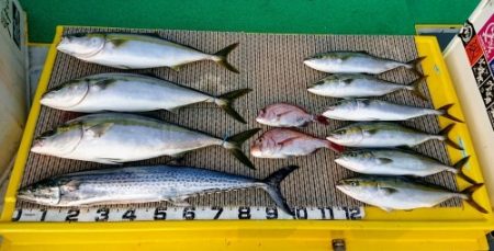 火遠理丸(ほおりまる) 釣果