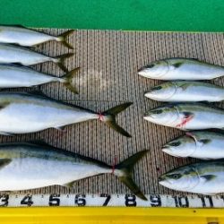 火遠理丸(ほおりまる) 釣果