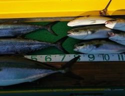 火遠理丸(ほおりまる) 釣果