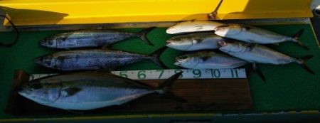 火遠理丸（ほおりまる） 釣果