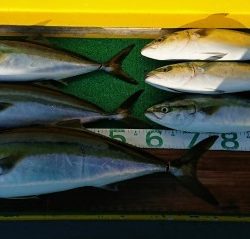 火遠理丸(ほおりまる) 釣果