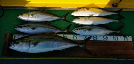 火遠理丸(ほおりまる) 釣果