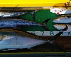 火遠理丸(ほおりまる) 釣果