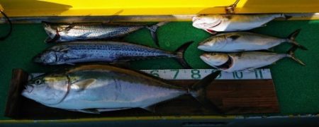 火遠理丸(ほおりまる) 釣果