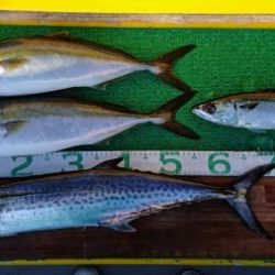 火遠理丸(ほおりまる) 釣果