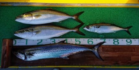 火遠理丸(ほおりまる) 釣果