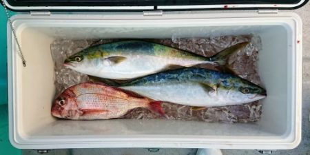 火遠理丸(ほおりまる) 釣果