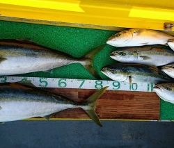 火遠理丸(ほおりまる) 釣果