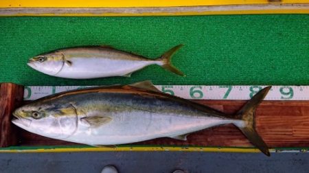 火遠理丸(ほおりまる) 釣果