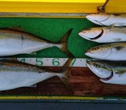 火遠理丸(ほおりまる) 釣果