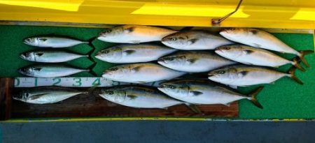 火遠理丸（ほおりまる） 釣果