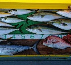 火遠理丸（ほおりまる） 釣果