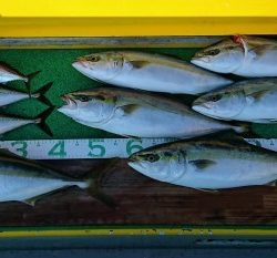 火遠理丸（ほおりまる） 釣果