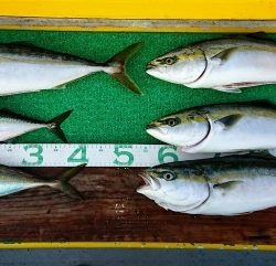 火遠理丸（ほおりまる） 釣果