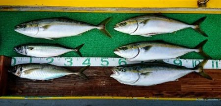 火遠理丸（ほおりまる） 釣果