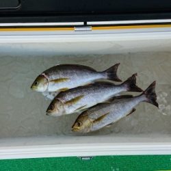 火遠理丸(ほおりまる) 釣果