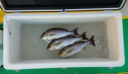 火遠理丸(ほおりまる) 釣果