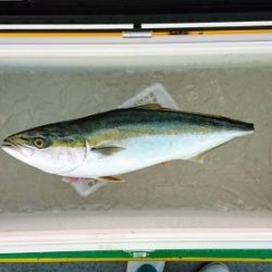 火遠理丸(ほおりまる) 釣果