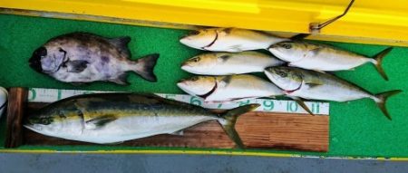 火遠理丸（ほおりまる） 釣果