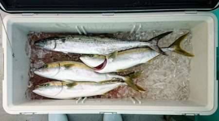 火遠理丸（ほおりまる） 釣果