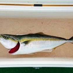 火遠理丸（ほおりまる） 釣果