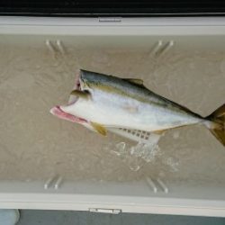 火遠理丸（ほおりまる） 釣果