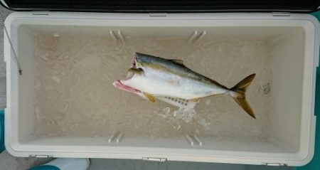 火遠理丸（ほおりまる） 釣果