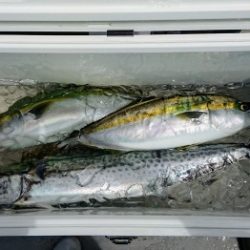 火遠理丸(ほおりまる) 釣果