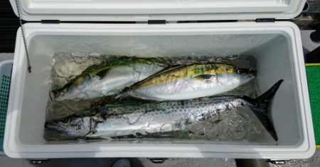 火遠理丸（ほおりまる） 釣果