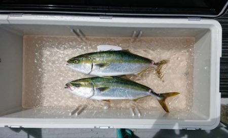 火遠理丸(ほおりまる) 釣果