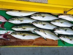 火遠理丸(ほおりまる) 釣果