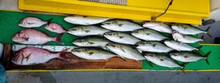 火遠理丸(ほおりまる) 釣果