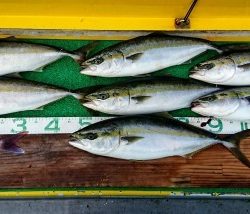 火遠理丸(ほおりまる) 釣果