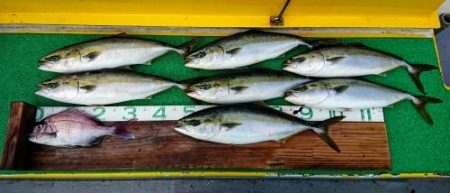 火遠理丸(ほおりまる) 釣果