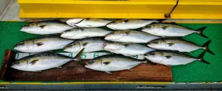 火遠理丸(ほおりまる) 釣果