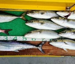 火遠理丸(ほおりまる) 釣果