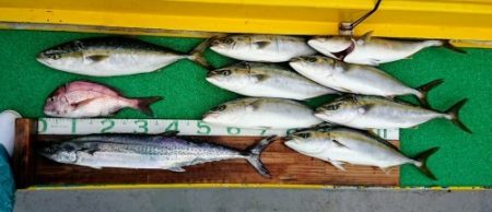 火遠理丸(ほおりまる) 釣果