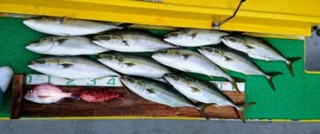 火遠理丸(ほおりまる) 釣果