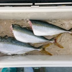 火遠理丸(ほおりまる) 釣果