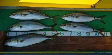 火遠理丸(ほおりまる) 釣果