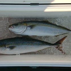 火遠理丸(ほおりまる) 釣果