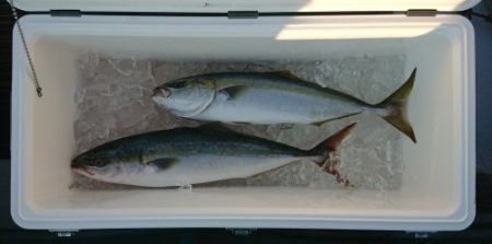 火遠理丸(ほおりまる) 釣果