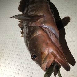 Magic(マジック) 釣果