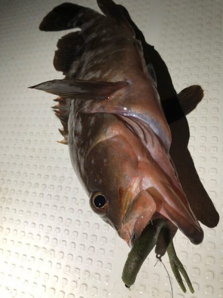 Magic(マジック) 釣果