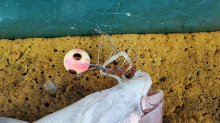 遊漁船　ニライカナイ 釣果