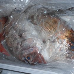 こうゆう丸 釣果